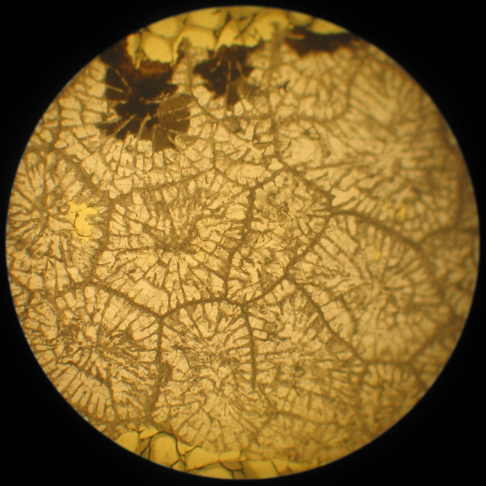 Neotype of the type-species of Heterastraea Neotype of the type-species of Heterastraea