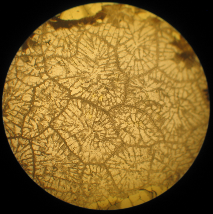 Neotype of the type-species of Heterastraea Neotype of the type-species of Heterastraea
