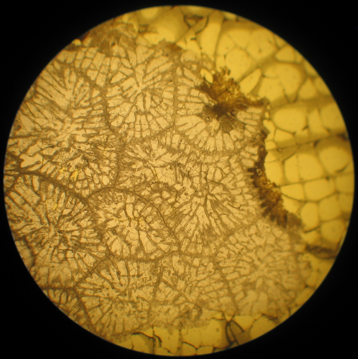 Neotype of the type-species of Heterastraea Neotype of the type-species of Heterastraea