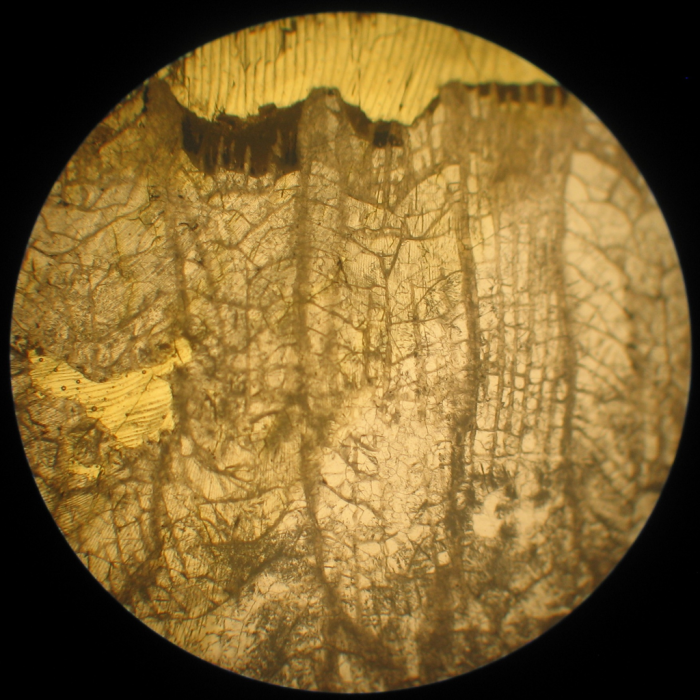 Neotype of the type-species of Heterastraea Neotype of the type-species of Heterastraea