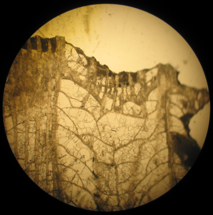Neotype of the type-species of Heterastraea Neotype of the type-species of Heterastraea