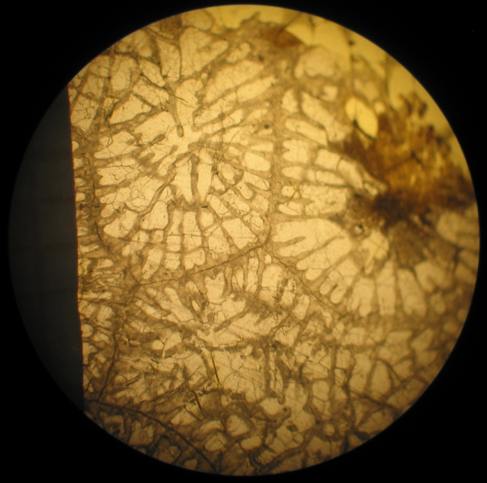 Neotype of the type species of Heterastraea Neotype of the type species of Heterastraea