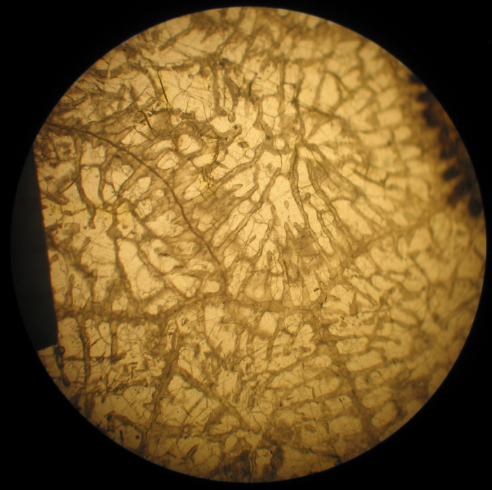Neotype of the type species of Heterastraea Neotype of the type species of Heterastraea