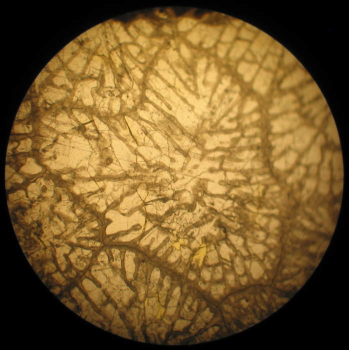 Neotype of the type species of Heterastraea Neotype of the type species of Heterastraea