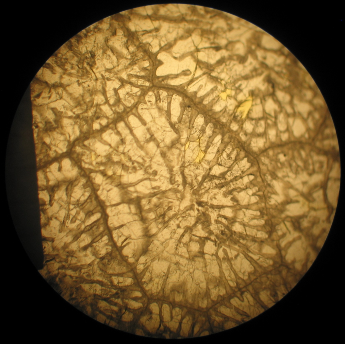 Neotype of the type species of Heterastraea Neotype of the type species of Heterastraea