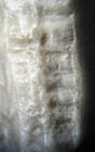 Lectotype of Acanthogyra columnaris, type species of Acanthogyra