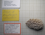 Figured specimen by Lauxmann of Acanthogyra columnaris, type species of Acanthogyra