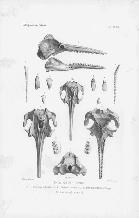 Van Beneden & Gervais (1880, pl. 33) Van Beneden & Gervais (1880, pl. 33)