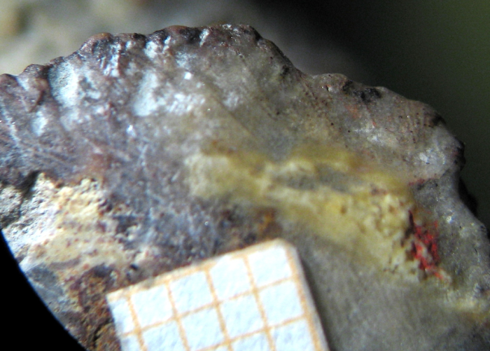 Holotype of Stephanocoenia oolitica Koby, type species of Allocoeniopsis Holotype of Stephanocoenia oolitica Koby, type species of Allocoeniopsis