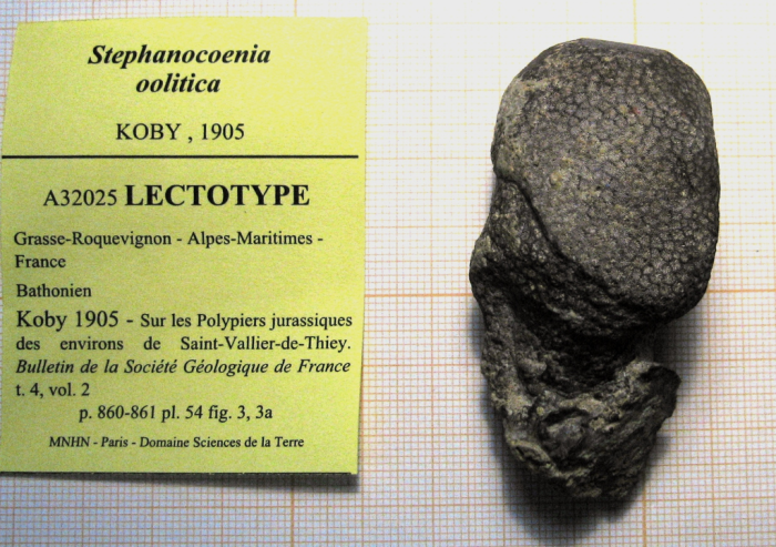 Lectotype of Stephanocoenia oolitica Koby, type species of Allocoeniopsis