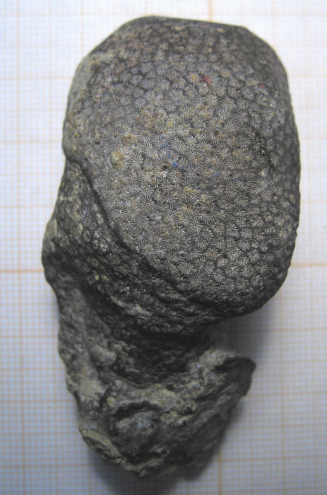 Holotype of Stephanocoenia oolitica Koby, type species of Allocoeniopsis