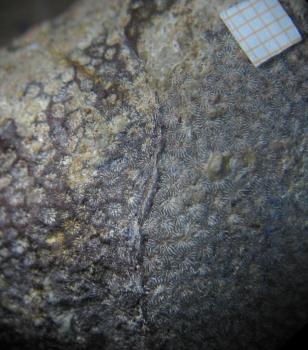 Holotype of Stephanocoenia oolitica Koby, type species of Allocoeniopsis Holotype of Stephanocoenia oolitica Koby, type species of Allocoeniopsis