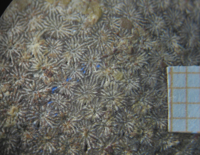 Holotype of Stephanocoenia oolitica Koby, type species of Allocoeniopsis