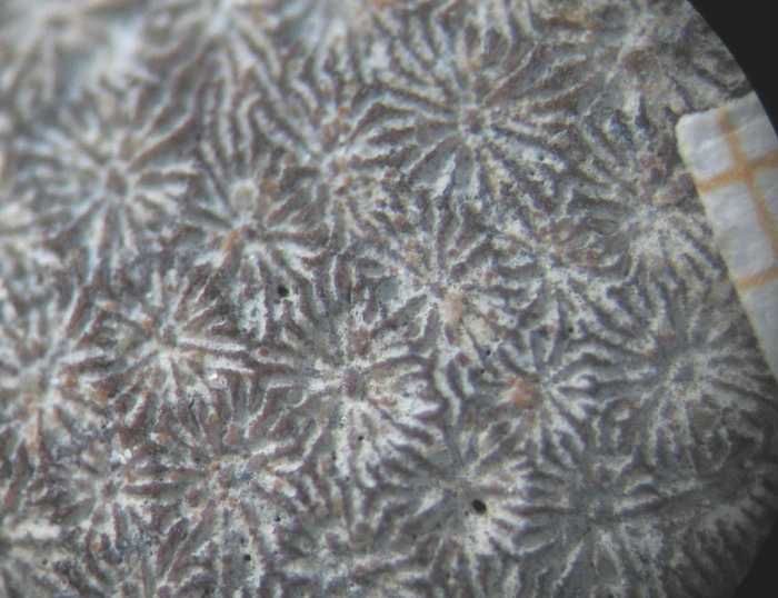 Holotype of Stephanocoenia oolitica Koby, type species of Allocoeniopsis Holotype of Stephanocoenia oolitica Koby, type species of Allocoeniopsis