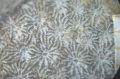 Anthozoa