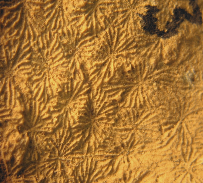 Holotype of Ampakabastraea ampakabensis Alloiteau 1958