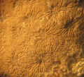 Anthozoa