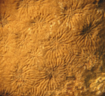 Holotype of Ampakabastraea ampakabensis Alloiteau 1958