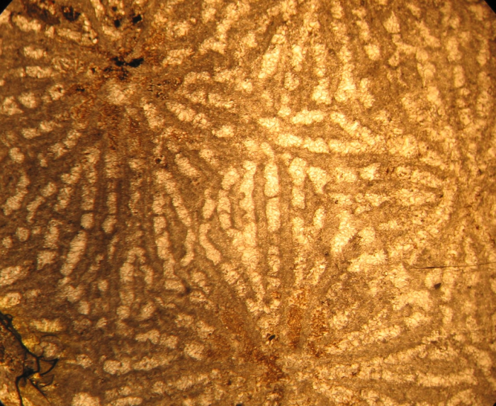 Holotype of Ampakabastraea ampakabensis Alloiteau 1958