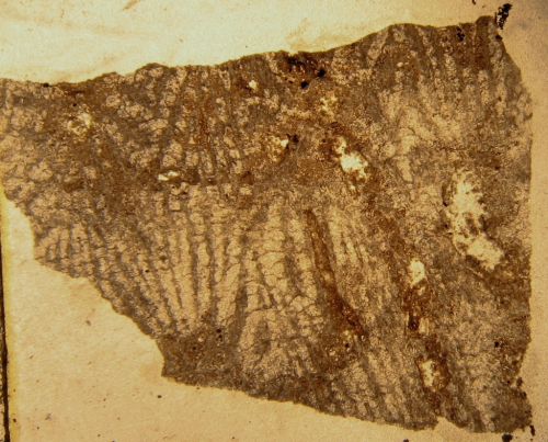 Holotype of Ampakabastraea ampakabensis Alloiteau 1958