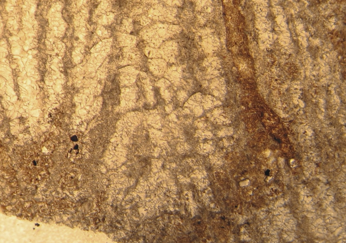 Holotype of Ampakabastraea ampakabensis Alloiteau 1958