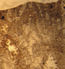 Holotype of Ampakabastraea ampakabensis Alloiteau 1958