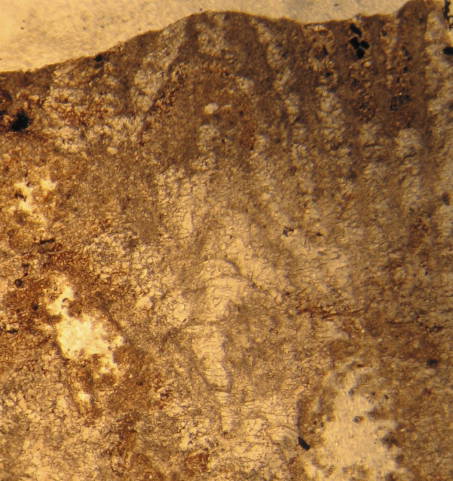 Holotype of Ampakabastraea ampakabensis Alloiteau 1958 Holotype of Ampakabastraea ampakabensis Alloiteau 1958