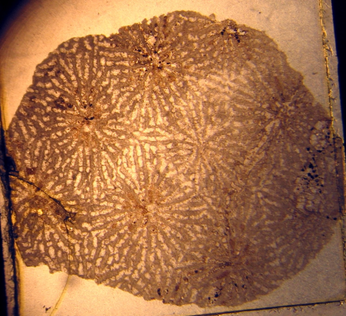 Holotype of Ampakabastraea ampakabensis Alloiteau 1958