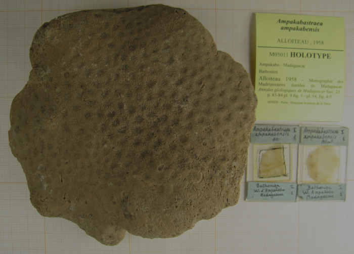 Holotype of Ampakabastraea ampakabensis Alloiteau 1958