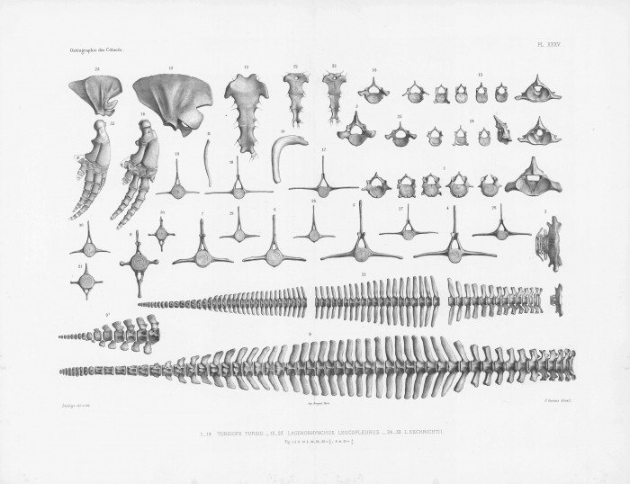 Van Beneden & Gervais (1880, pl. 35)