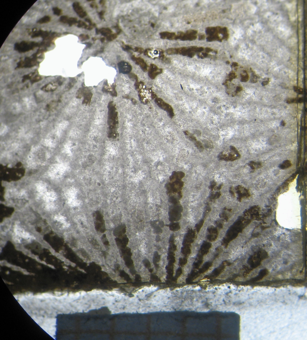 Paralectotype of Andemantastraea consobrina