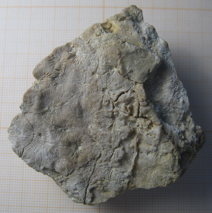 Lectotype of the type species of Andemantastraea