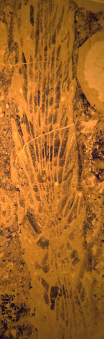 Holotype of the type species of Atelophyllia