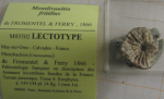 Lectotype of the type species of Axosmiliopsis