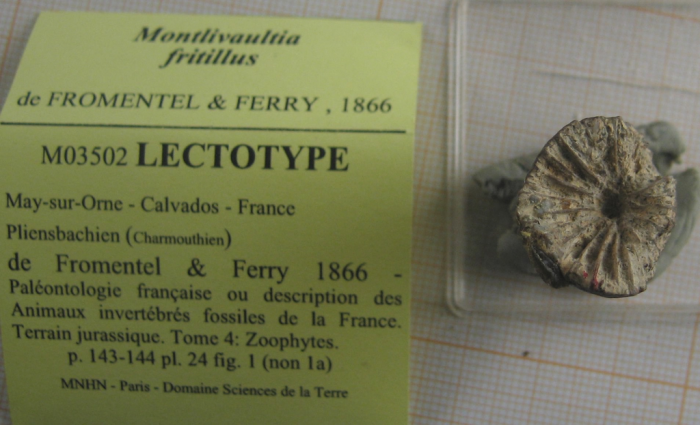 Lectotype of the type species of Axosmiliopsis