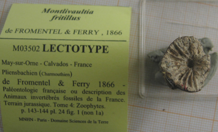 Lectotype of the type species of Axosmiliopsis Lectotype of the type species of Axosmiliopsis