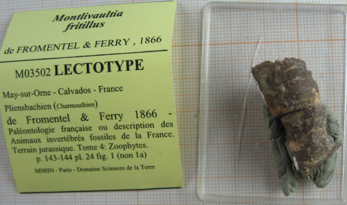 Lectotype of the type species of Axosmiliopsis