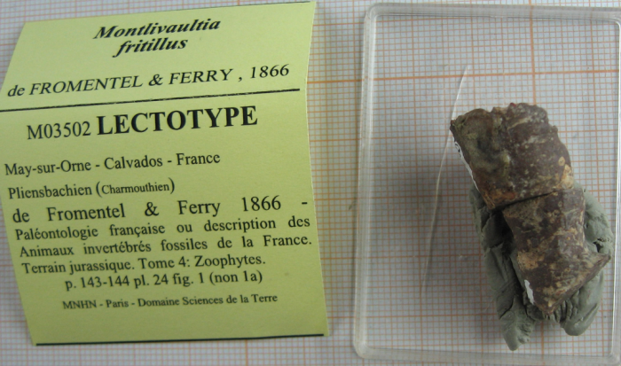 Lectotype of the type species of Axosmiliopsis Lectotype of the type species of Axosmiliopsis