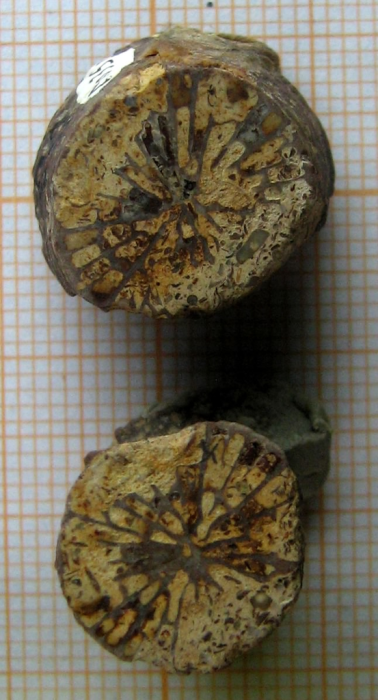 Lectotype of the type species of Axosmiliopsis Lectotype of the type species of Axosmiliopsis