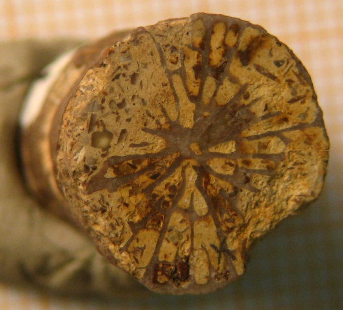 Lectotype of the type species of Axosmiliopsis Lectotype of the type species of Axosmiliopsis