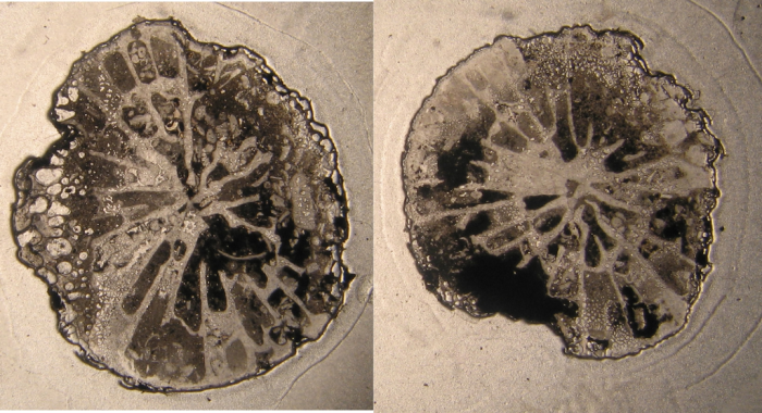 Lectotype of the type species of Axosmiliopsis Lectotype of the type species of Axosmiliopsis