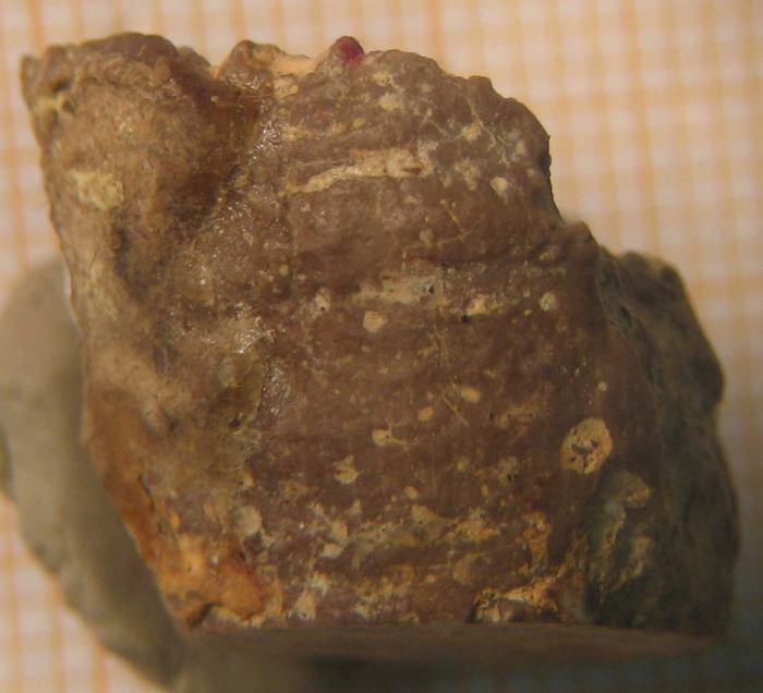 Lectotype of the type species of Axosmiliopsis Lectotype of the type species of Axosmiliopsis