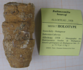 Holotype of the type species of Bathmosmilia