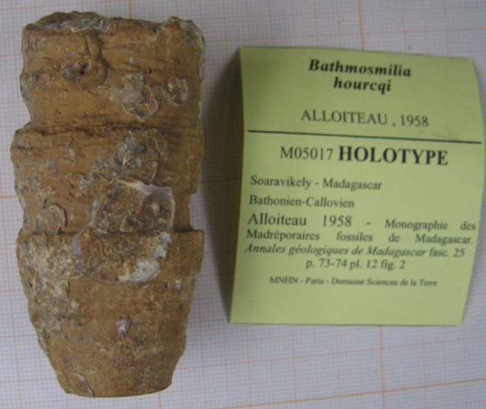 Holotype of the type species of Bathmosmilia Holotype of the type species of Bathmosmilia