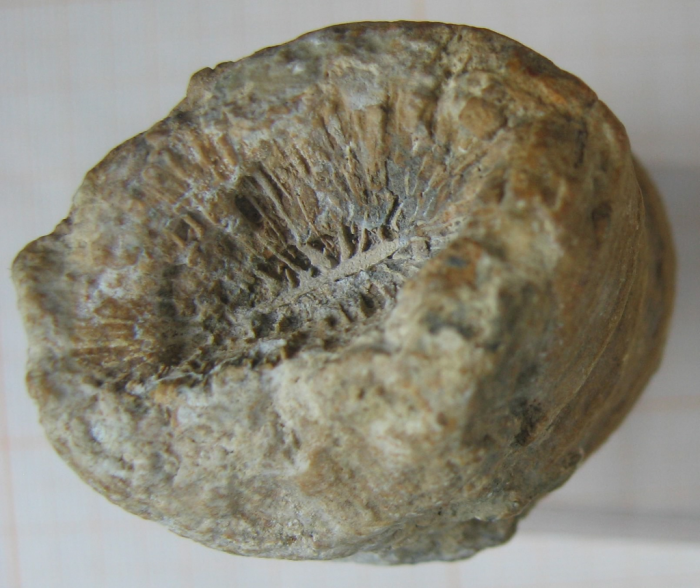 Holotype of the type species of Bathmosmilia Holotype of the type species of Bathmosmilia