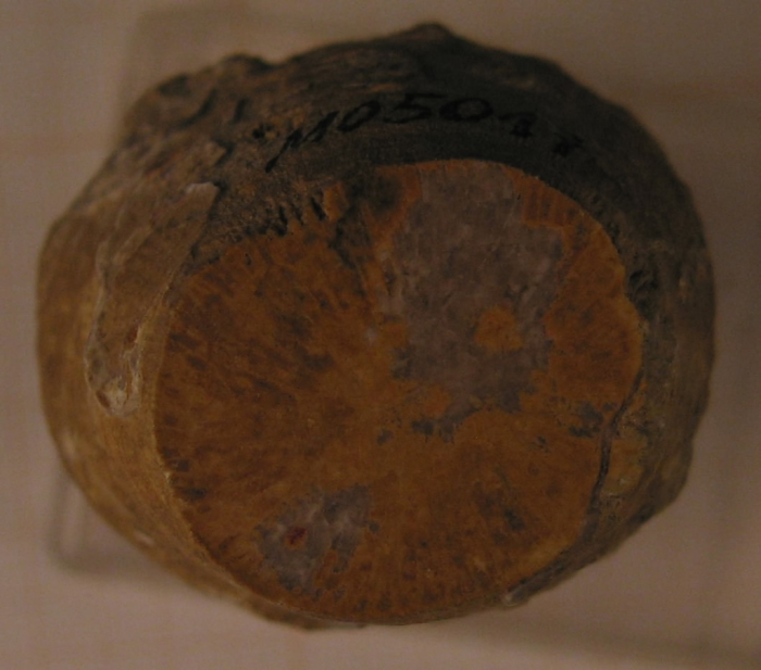 Holotype of the type species of Bathmosmilia Holotype of the type species of Bathmosmilia