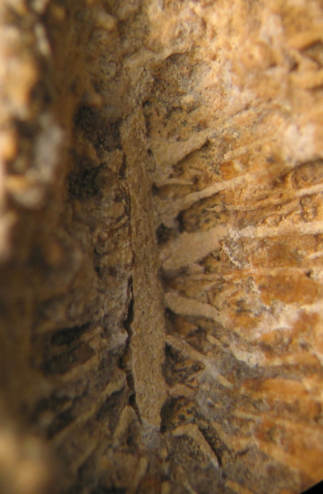 Holotype of the type species of Bathmosmilia Holotype of the type species of Bathmosmilia