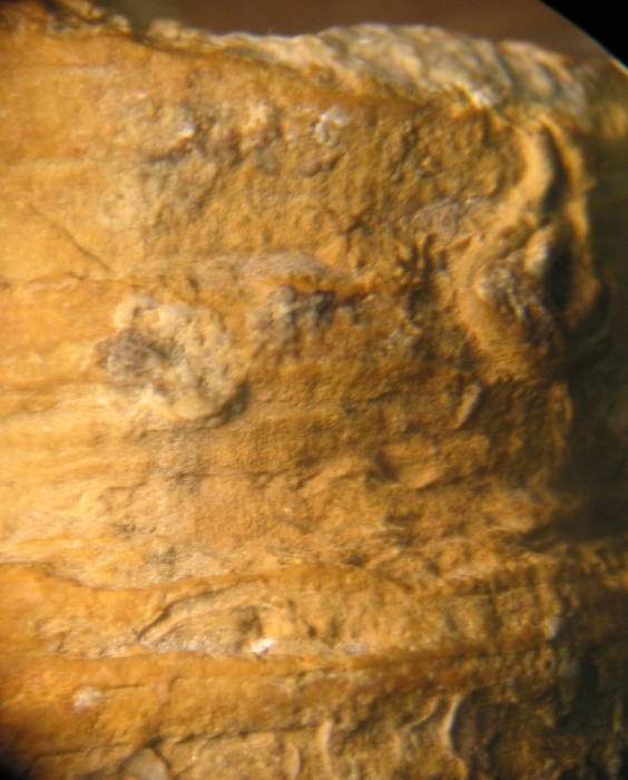 Holotype of the type species of Bathmosmilia Holotype of the type species of Bathmosmilia