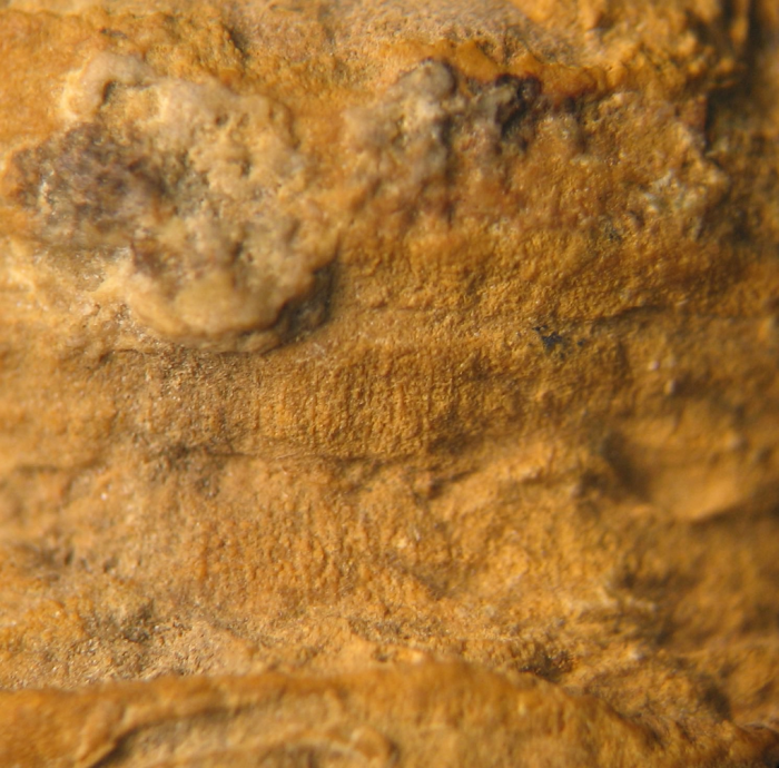 Holotype of the type species of Bathmosmilia Holotype of the type species of Bathmosmilia