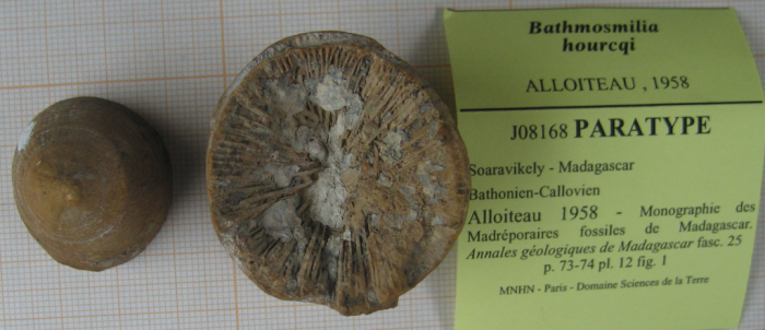 Paratype of the type species of Bathmosmilia Paratype of the type species of Bathmosmilia